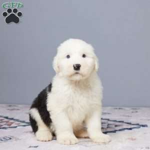 Mannie, Old English Sheepdog Puppy